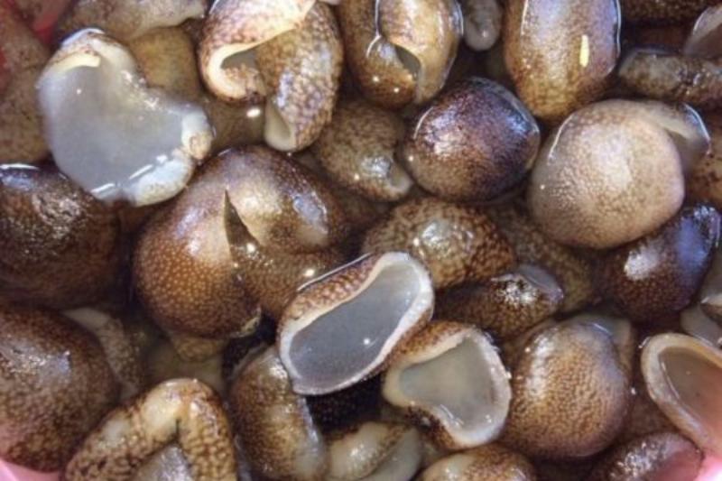 Bát hải sâm hầm thuốc Bắc thơm ngon, bổ dưỡng chế biến từ hải sâm đông lạnh